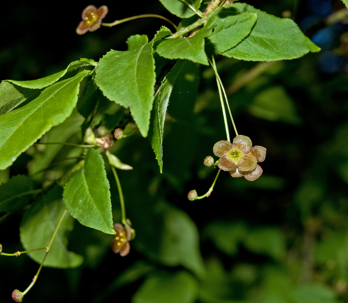 Изображение особи Euonymus verrucosus.