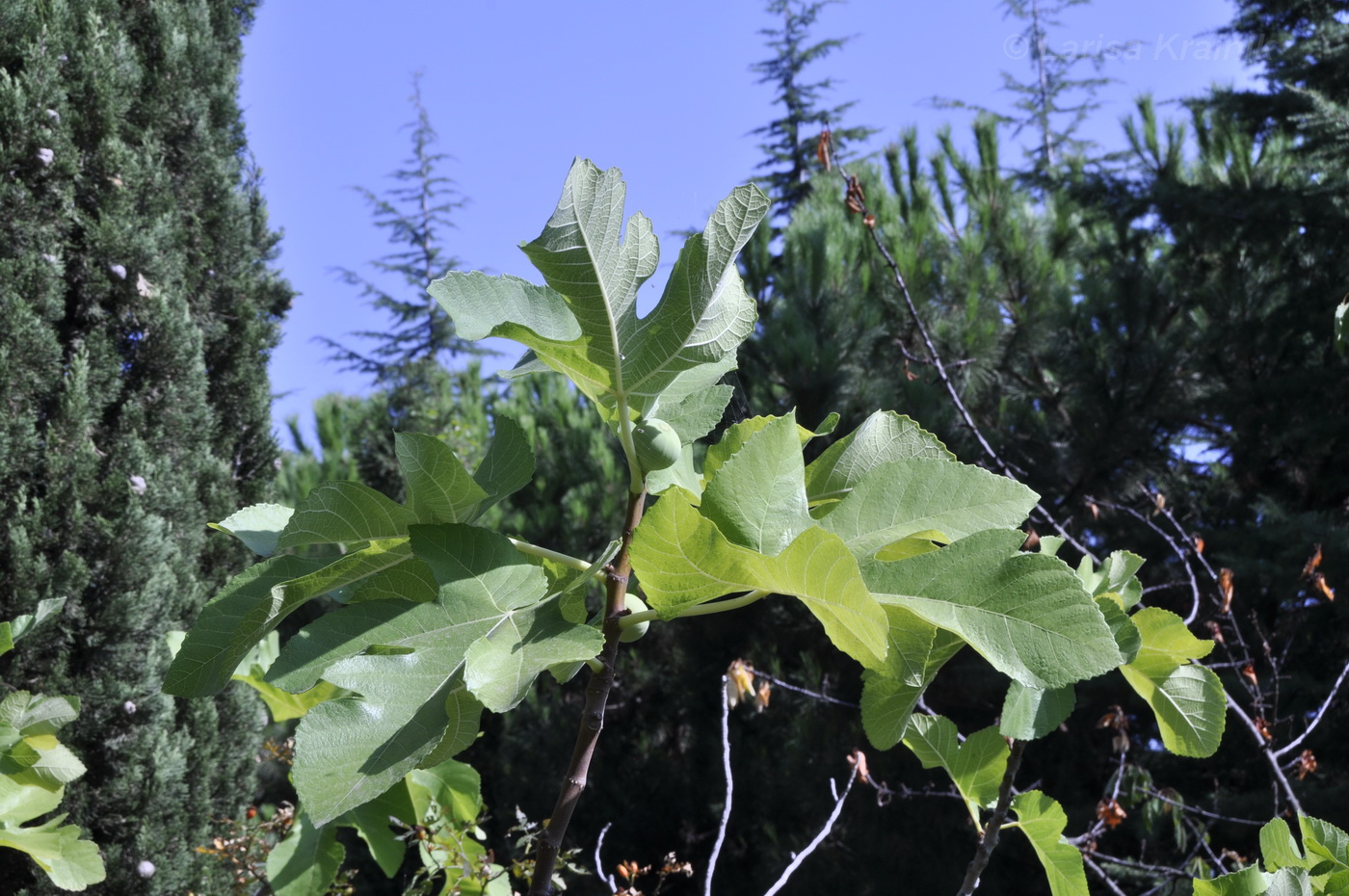 Изображение особи Ficus carica.