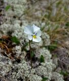 Viola altaica. Цветок. Алтай, Улаганский р-н, Улаганский перевал, озеро Киделю, ≈ 2000 м н.у.м., опушка хвойного леса, среди кладонии. 18.06.2019.