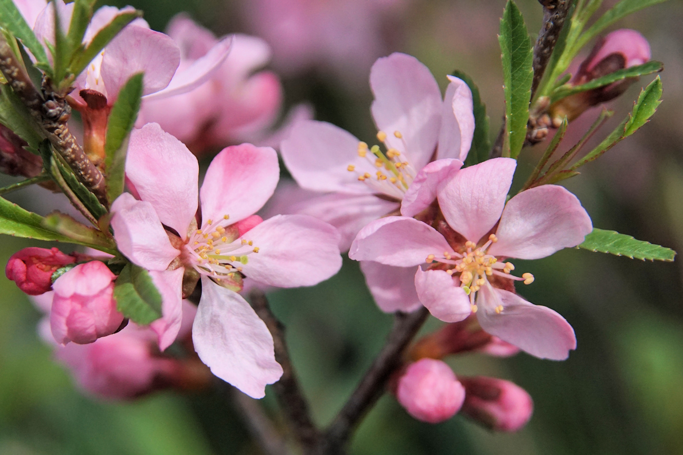 Изображение особи Amygdalus nana.