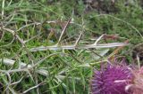 Lamyra echinocephala. Лист (вид снизу). Краснодарский край, окр. г. Новороссийск, хр. Маркотх, пер. Андреевский, каменистый склон. 07.08.2019.