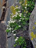 Spiraea trilobata. Цветущие растения. Алтай, Онгудайский р-н, Чуйский тракт между селами Иня и Иодро, урочище Калбак-таш, ≈ 800 м н.у.м., на скале. 11.06.2019.