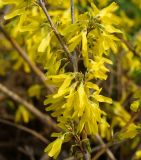 род Forsythia