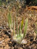 Plantago cretica