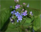 Brunnera sibirica