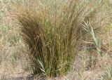 Juncus maritimus