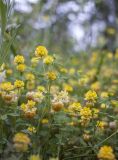 Trifolium campestre