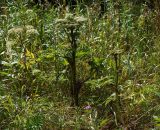 Angelica sylvestris