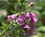 Digitalis purpurea