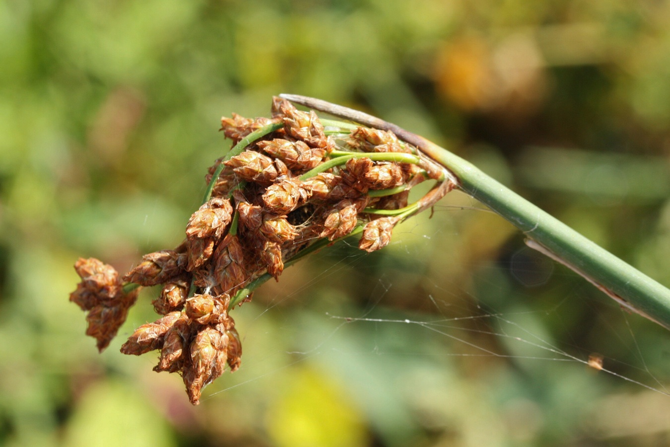 Изображение особи Schoenoplectus lacustris.