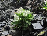 Primula bayernii