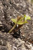 Rubus idaeus