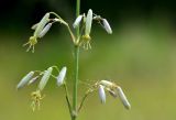 Silene chlorantha