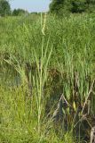 Typha latifolia