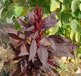 Amaranthus hypochondriacus. Цветущее растение. Иркутская обл., Иркутск, городской сквер. 23.09.2022.