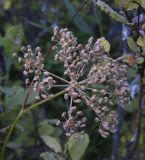 Thyselium palustre. Соплодие. Калужская обл., Спас-Деменский р-н, Большое Игнатовское болото, край северо-западного сектора, рядом с пограничной полосой из ивняка между болотом и лесом. 09.09.2022.