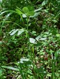 Vicia narbonensis