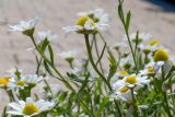 Anthemis palaestina