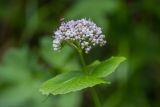 Valeriana alliariifolia. Верхушка растения с соцветием и кормящейся мухой. Карачаево-Черкесия, Зеленчукский р-н, окр. пос. Архыз, ущелье ручья Баритовый, каменистый склон. 10.06.2023.