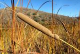 Typha angustifolia. Соплодие. Казахстан, Туркестанская обл., Байдибекский р-н, хр. Каратау, берег вдхр. Байжансай. 23 сентября 2023 г.