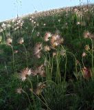 Pulsatilla patens. Аспект плодоносящего растения на южном остепнённом горном склоне. Алтай, Шебалинский р-н, окр. с. Камлак. 29.05.2010.