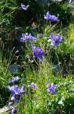 Aquilegia glandulosa