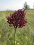 Allium sphaerocephalon