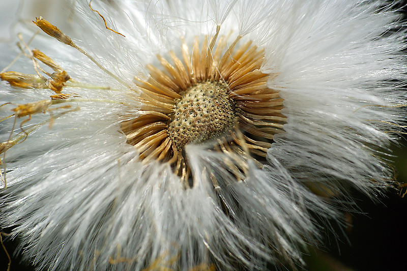 Image of Tussilago farfara specimen.