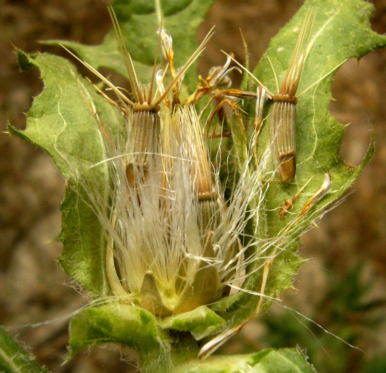Изображение особи Centaurea benedicta.