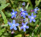 Anchusa stylosa. Цветки. Крым, г. Севастополь, Херсонес, на газоне. Апрель 2012 г.