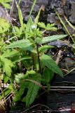 Epilobium maximowiczii