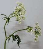 Anthriscus sylvestris. Верхняя часть цветущего растения. Германия, г. Кемпен, у дороги. 09.05.2013.