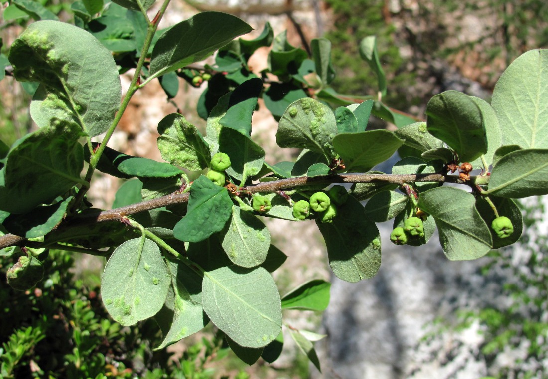 Изображение особи Cotoneaster melanocarpus.