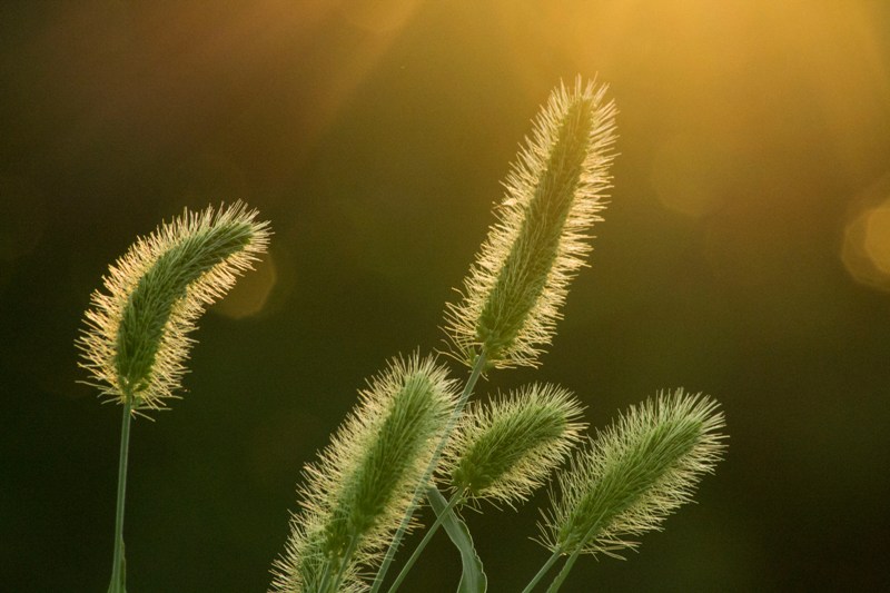 Изображение особи Setaria viridis.