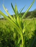 Gentiana pneumonanthe