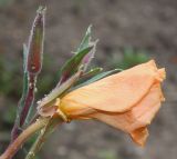 Oenothera argillicola