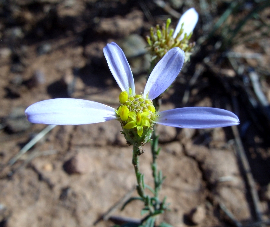 Изображение особи Galatella divaricata.