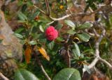 Rhododendron adamsii. Верхушка веточки с галлом. Красноярский край, Шушенский р-н, хр. Борус, каменистая тундра. 03.09.2013.