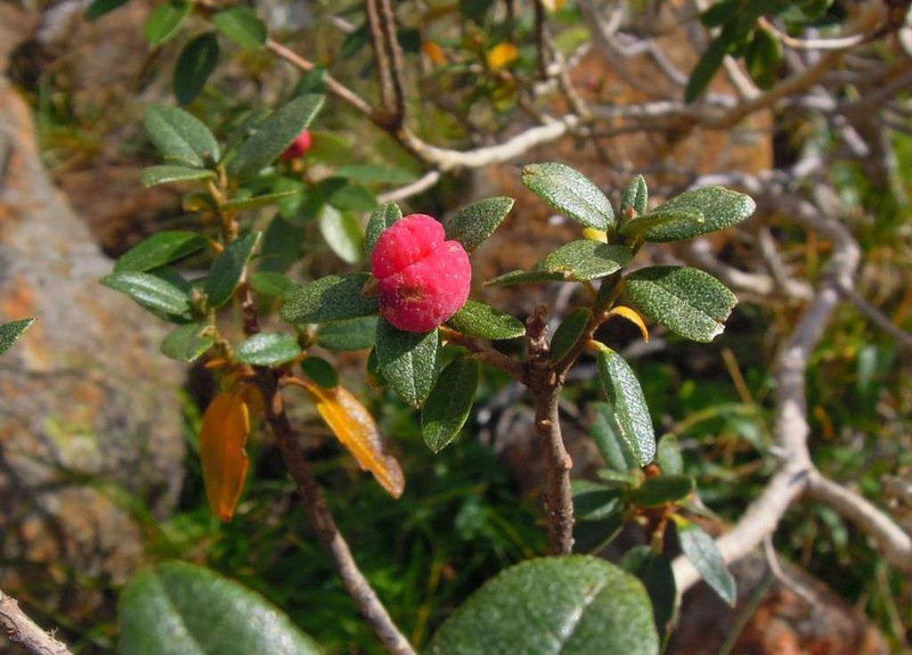 Изображение особи Rhododendron adamsii.