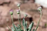 Erigeron amorphoglossus