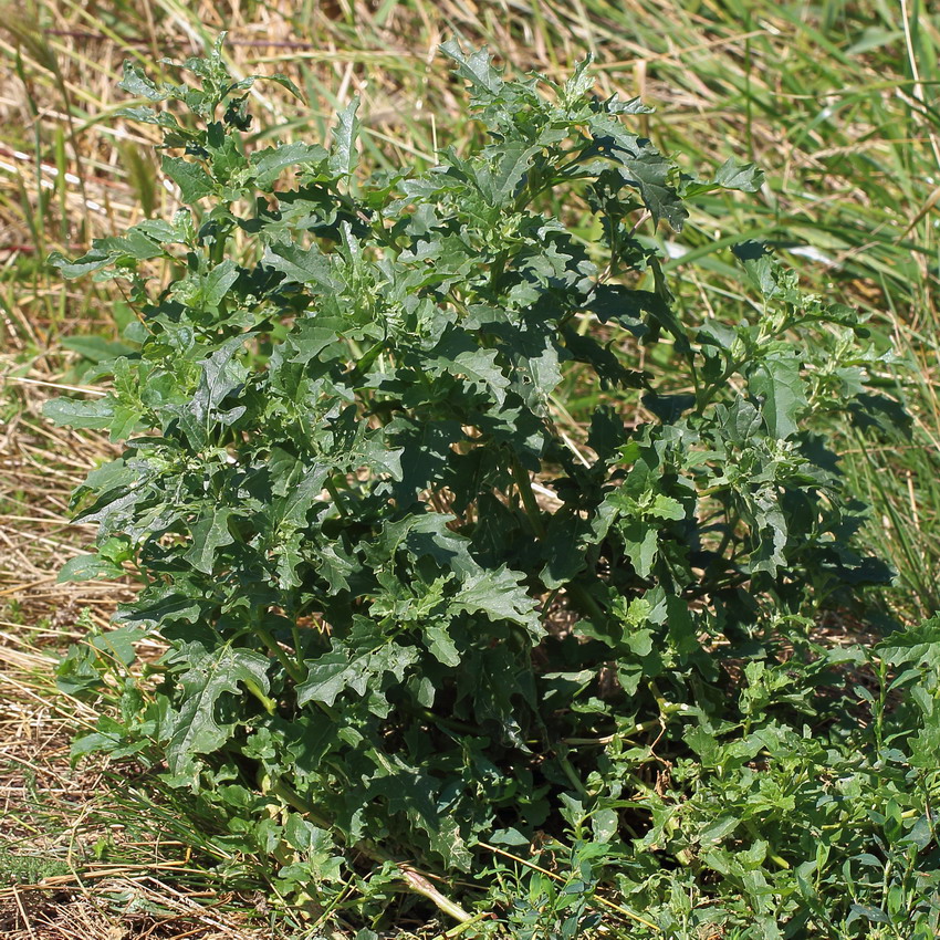 Лебеда татарская (Atriplex tatarica)