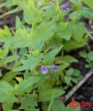 Scutellaria galericulata