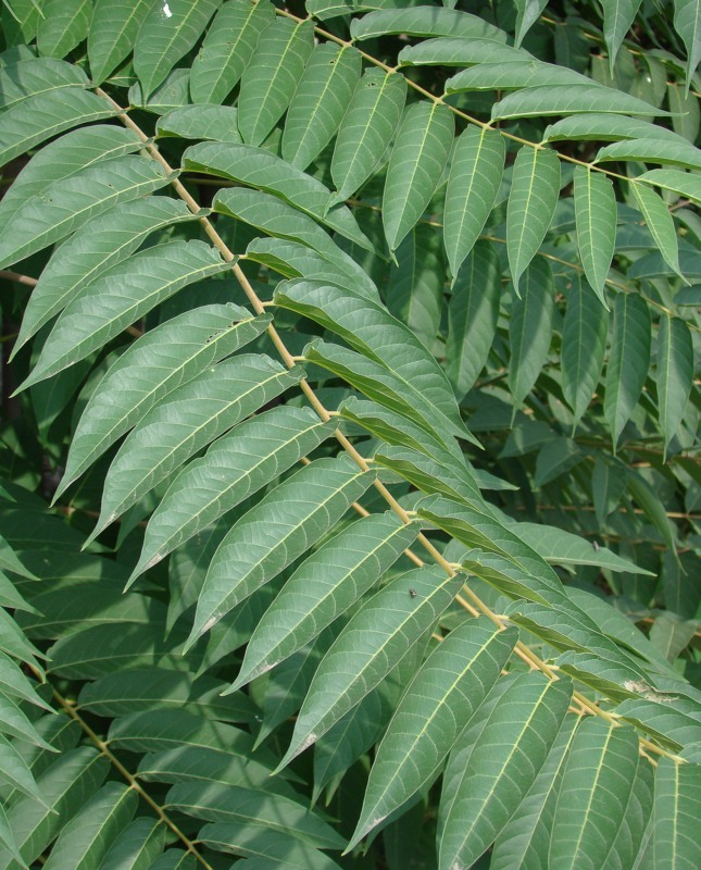 Изображение особи Ailanthus altissima.