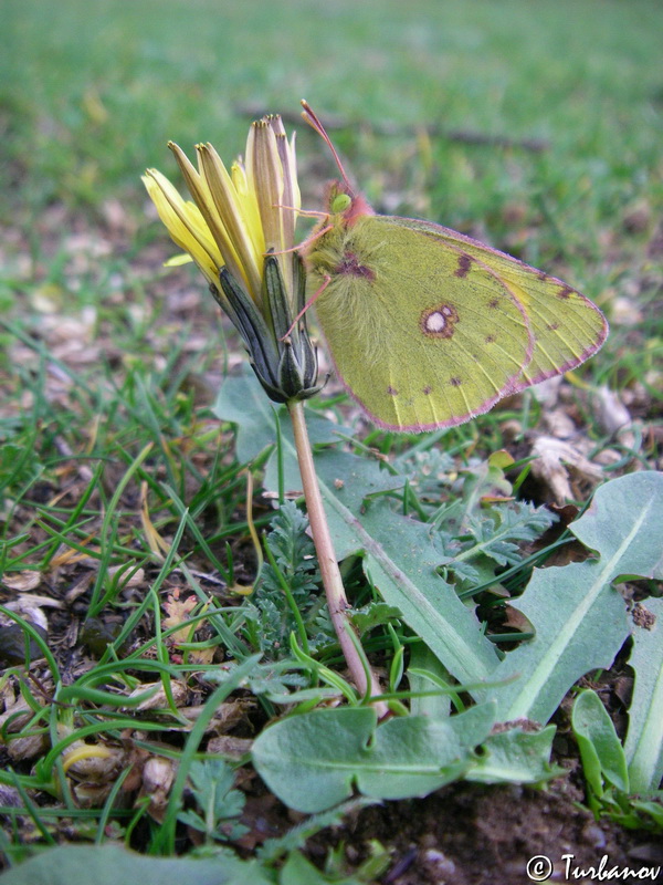 Изображение особи Taraxacum hybernum.