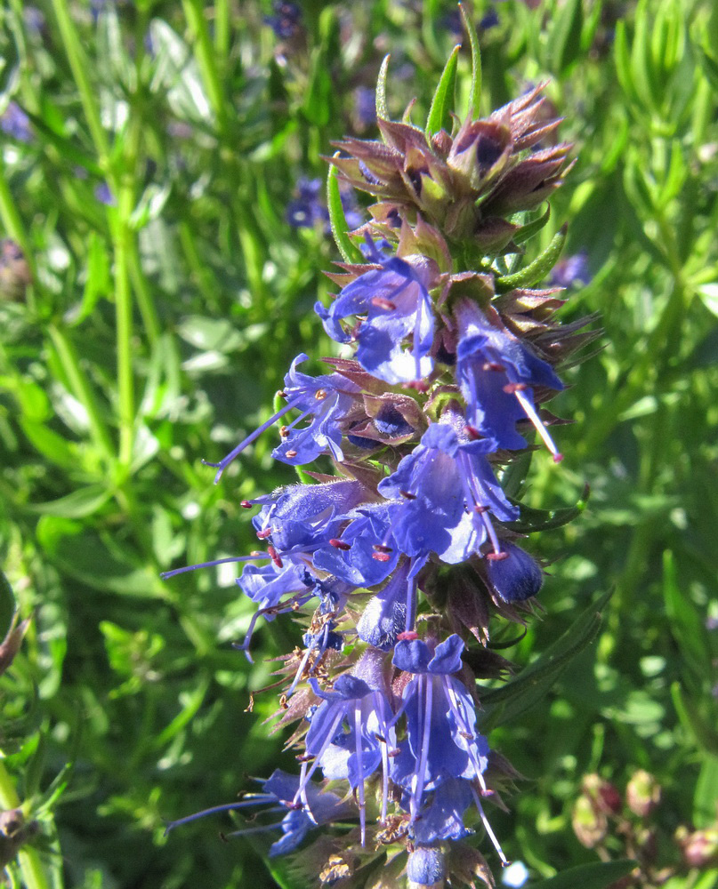 Изображение особи Hyssopus officinalis.