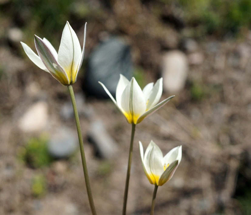 Изображение особи Tulipa binutans.