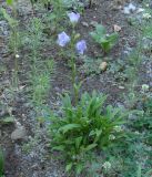 Campanula persicifolia