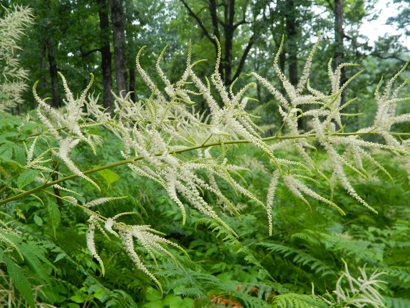 Изображение особи Aruncus sylvestris.