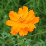 Cosmos sulphureus. Соцветие. Восточный Казахстан, г. Усть-Каменогорск, цветник в парке, в культуре. 29.07.2012.