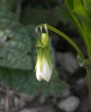 Viola accrescens